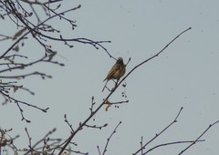 Phoenicurus phoenicurus