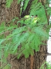 Taxodium mucronatum