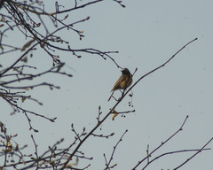 Phoenicurus phoenicurus