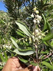 Comarostaphylis diversifolia