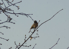 Phoenicurus phoenicurus