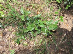 Albertisia delagoensis