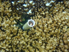 Plagiotremus azaleus