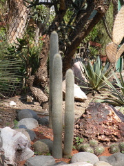 Espostoa lanata