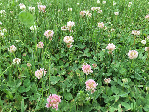 photo of White Clover (Trifolium repens)