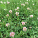 photo of White Clover (Trifolium repens)