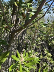 Comarostaphylis diversifolia