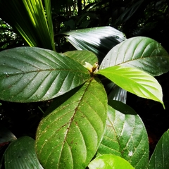 Duroia costaricensis