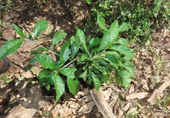 Solanum goetzei