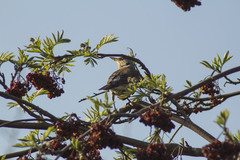 Turdus pilaris