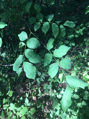 Cladrastis kentukea