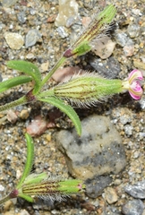 Silene sclerocarpa