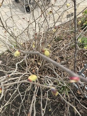 Corylopsis