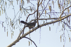 Turdus pilaris
