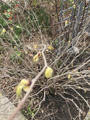 Corylopsis