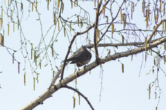 Turdus pilaris