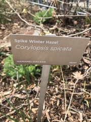 Corylopsis