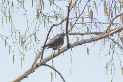 Turdus pilaris