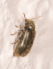 Hyperisus plumbeus