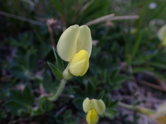 Lotus maritimus