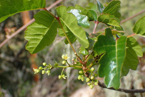 iNaturalist observation photo of Pacific poison oak
