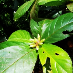 Duroia costaricensis