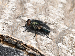 Diptera