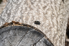 Diptera