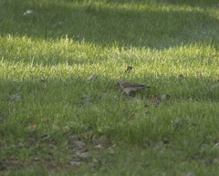 Turdus pilaris