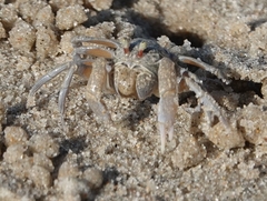 Dotilla myctiroides