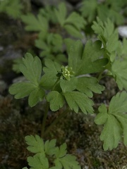 Adoxa moschatellina