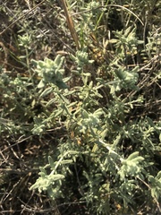 Teucrium polium