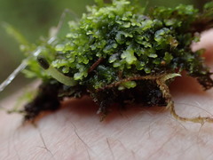Riccardia chamedryfolia