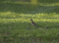 Turdus pilaris