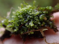 Riccardia chamedryfolia