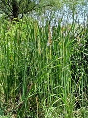 Typha