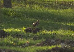 Turdus pilaris