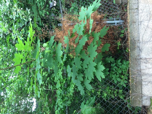 photo of Norway Maple (Acer platanoides)