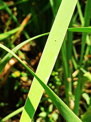 Typha