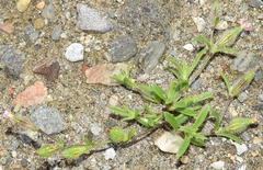 Silene sclerocarpa