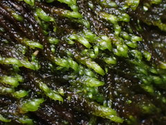 Hygrohypnella ochracea