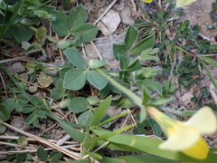 Lotus maritimus