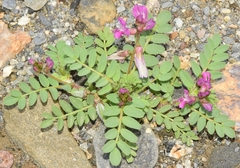 Astragalus longidentatus