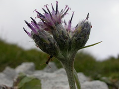 Saussurea discolor