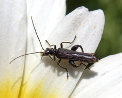 Oedemera atrata