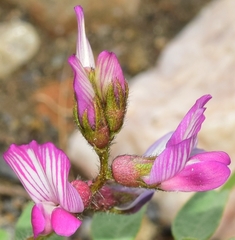 Astragalus longidentatus