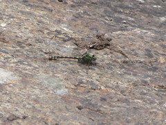 Ophiogomphus carolus