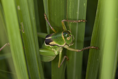 Pediodectes haldemanii