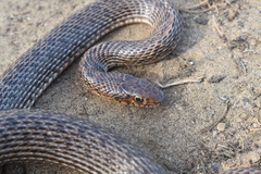 Dolichophis schmidti
