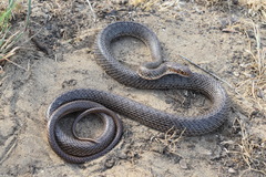 Dolichophis schmidti